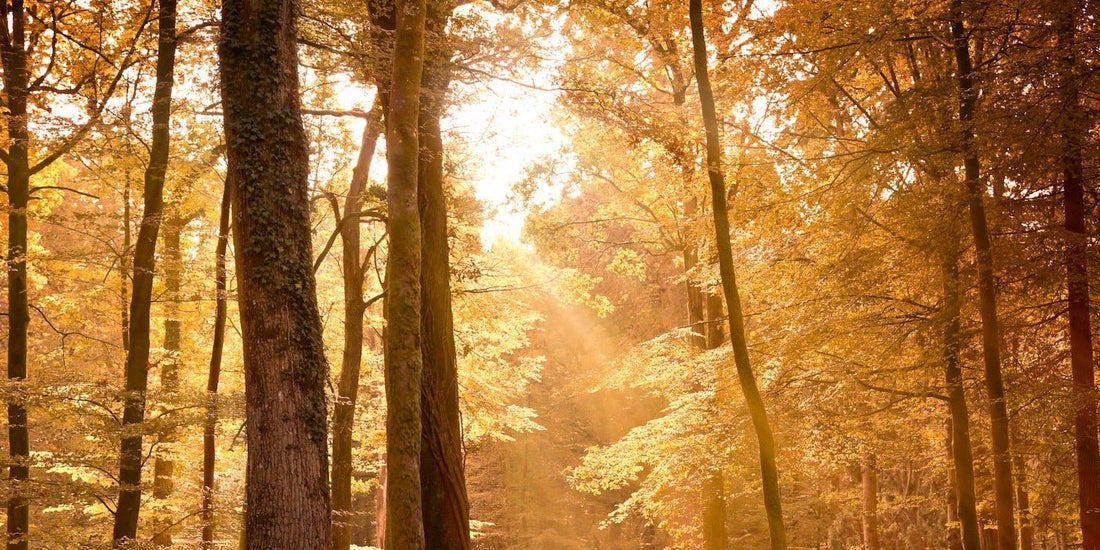 The sun pierces through the autumnal forest canopy