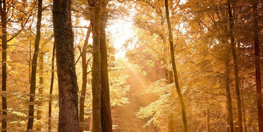 The sun pierces through the autumnal forest canopy