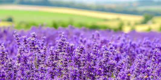 A summer field of bright purple lavender