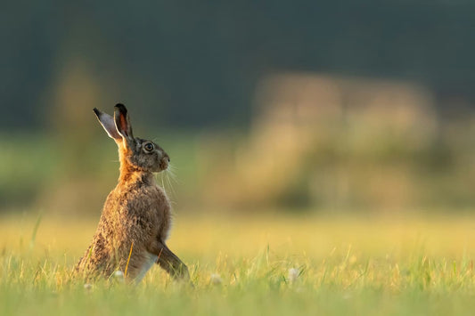 Ostara Rituals: Weaving Spring Magic at the Vernal Equinox