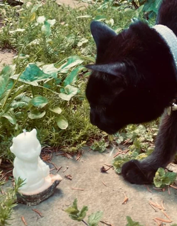 A black cat looks inquisitively at a nature sprite in the garden