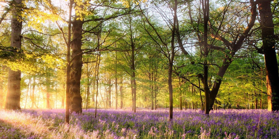 Amazing sunrise through Norfolk bluebell woodland