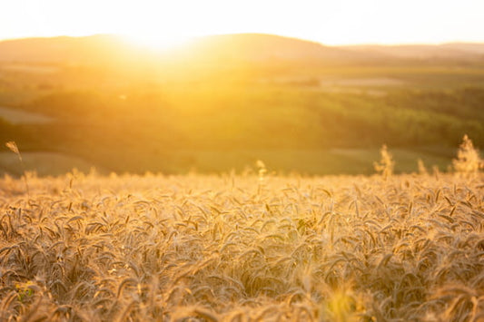 The First Harvest: Welcoming the Abundance of Lughnasadh (Lammas)! 🌾✨
