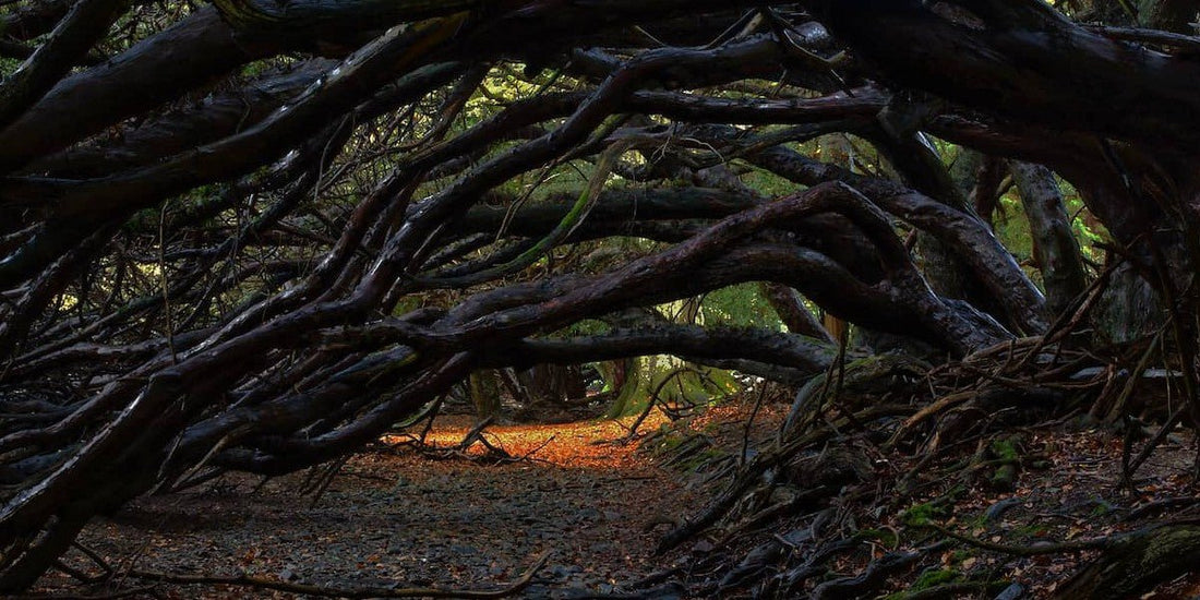 An arc of yew tree branches in a dark forest