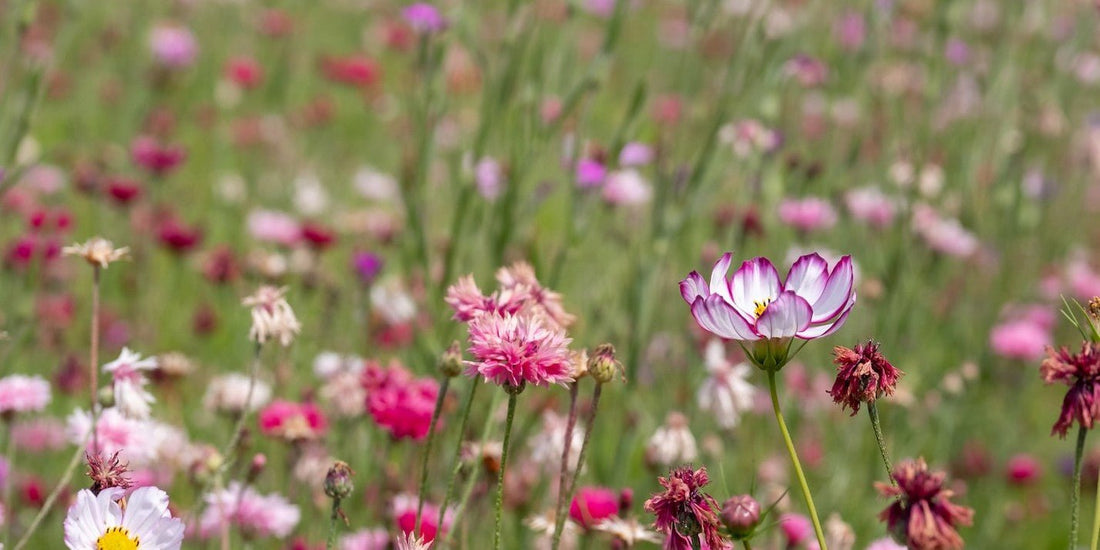 Closeup of a summer meadow filled with vibrant pink wildflowers