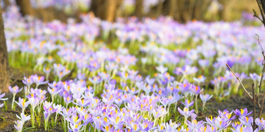 Blooming crocus flowers in a park. Trees in the background.