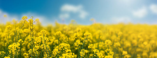 Landscape of a field with bright yellow rapeseed plants below a summery blue sky
