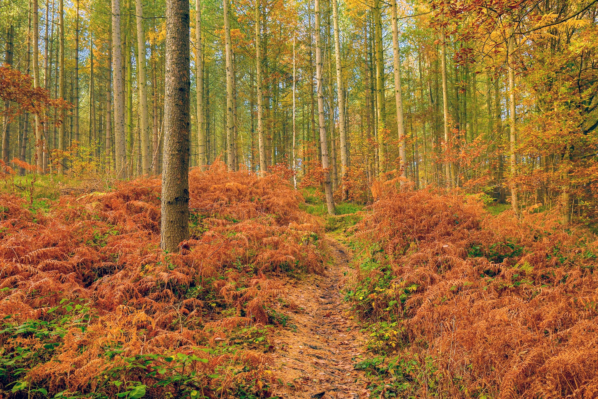 A path through a forest in autumn.