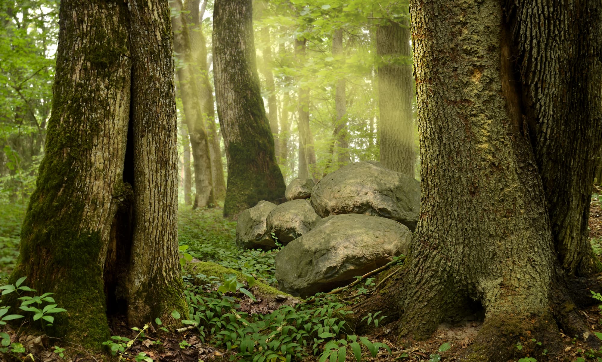 Old trees from the forest floor with rocks, foliage, mist and moss